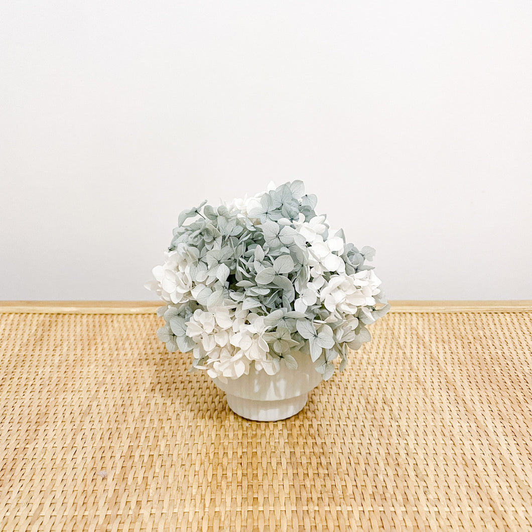 Hydrangea Petite Mini - Sage White Ombre