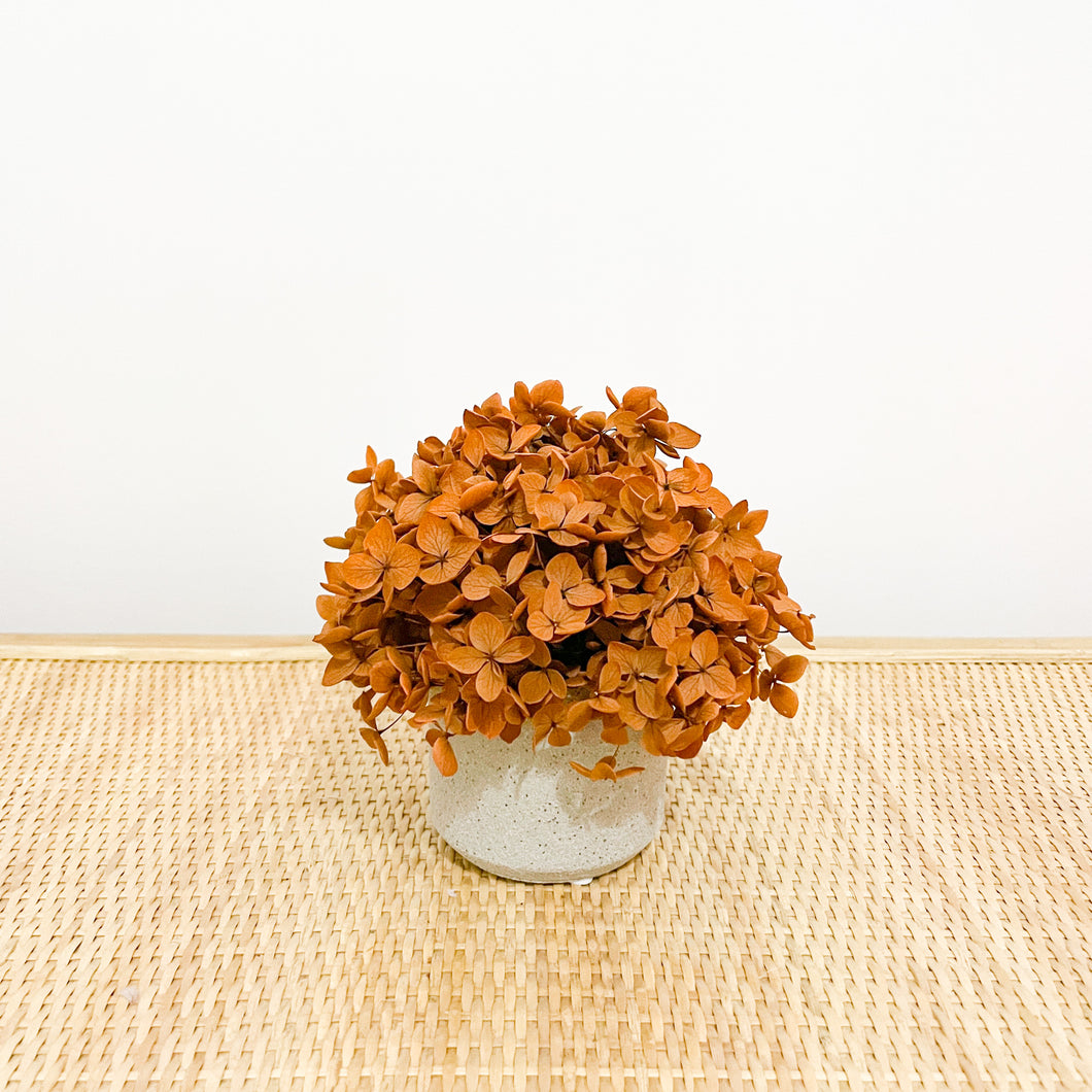 Hydrangea Petite Mini - Rust
